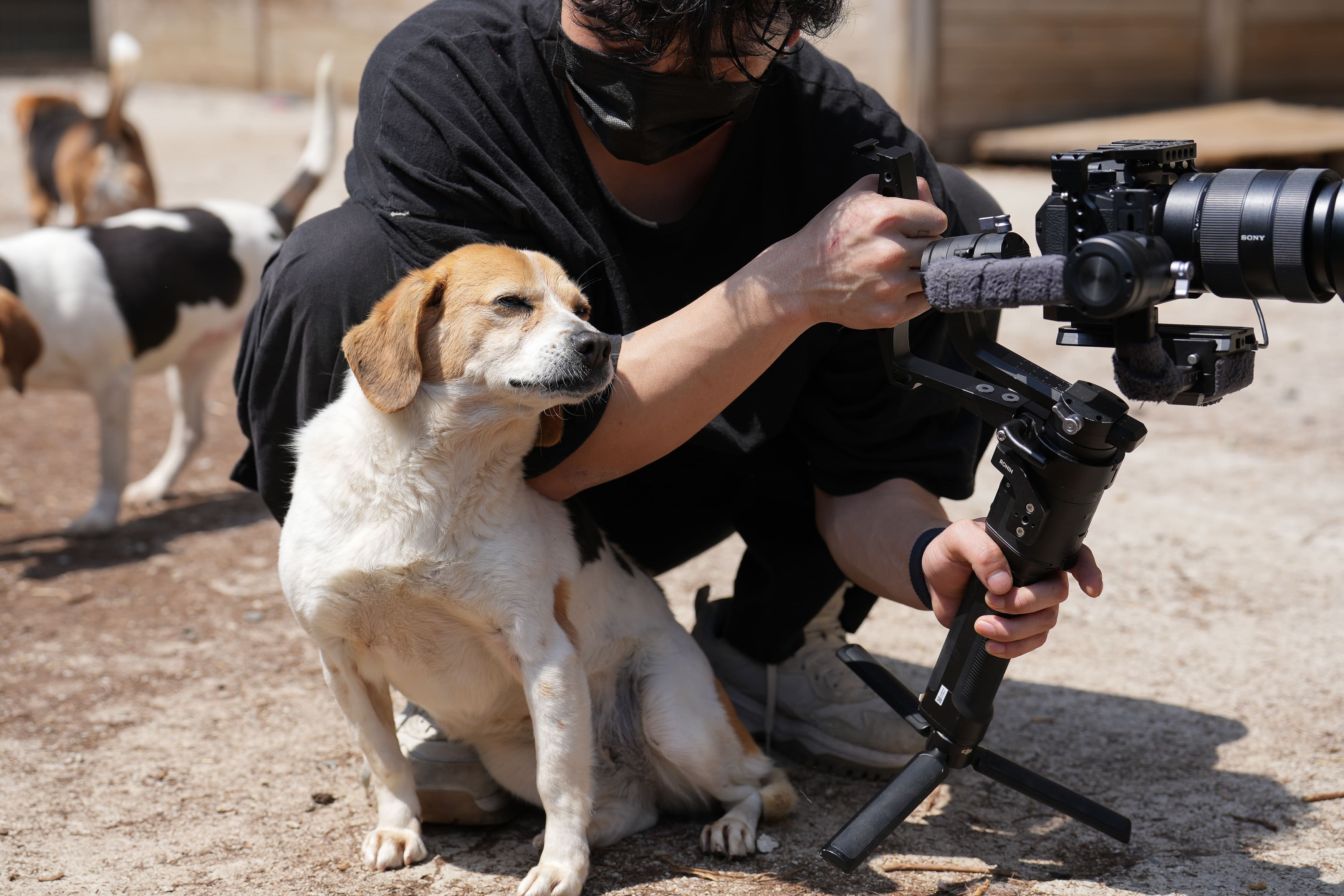 Beagles and Testing