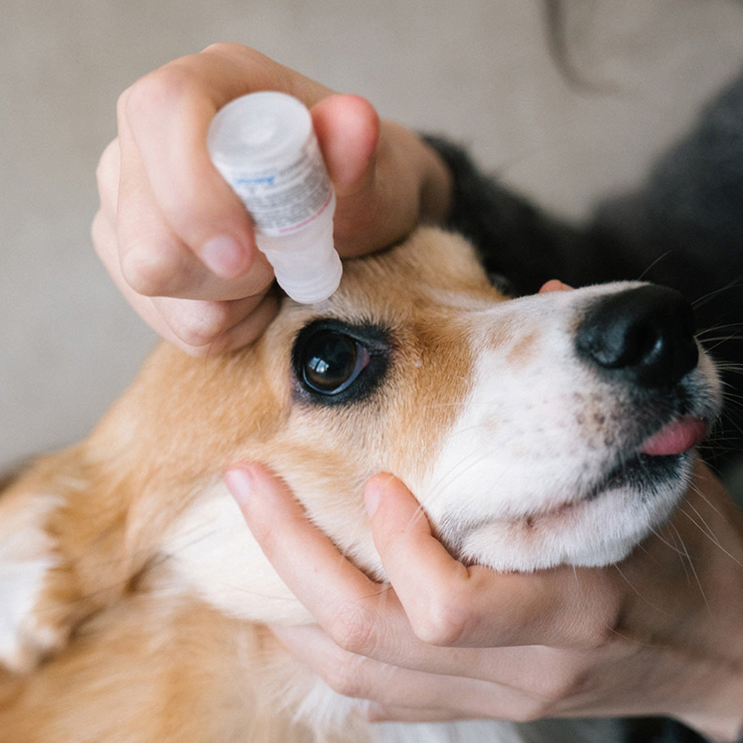 Beppen Pet Mist All-in-one Silky Essence
