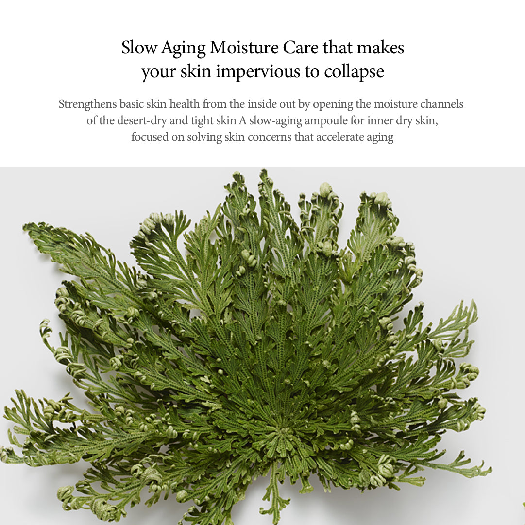 efilow Jericho rose biome hydrating ampoule - Slowrecipe
