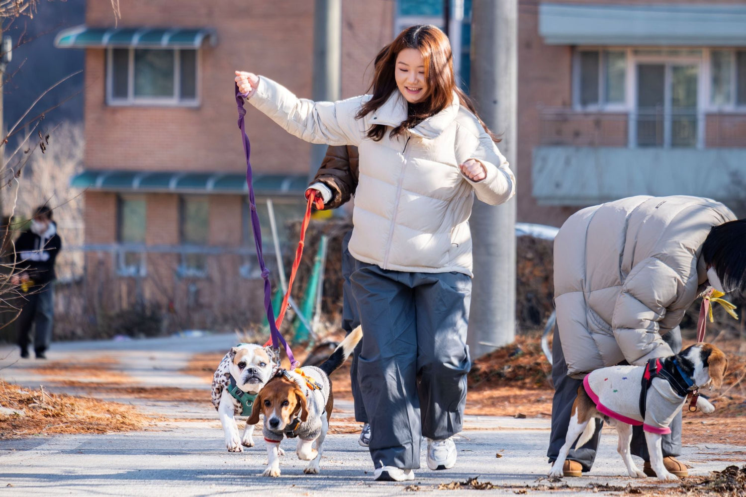 beagle rescue network