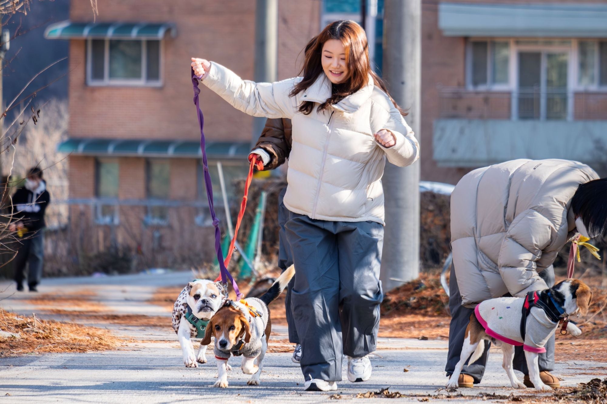 beagle rescue network