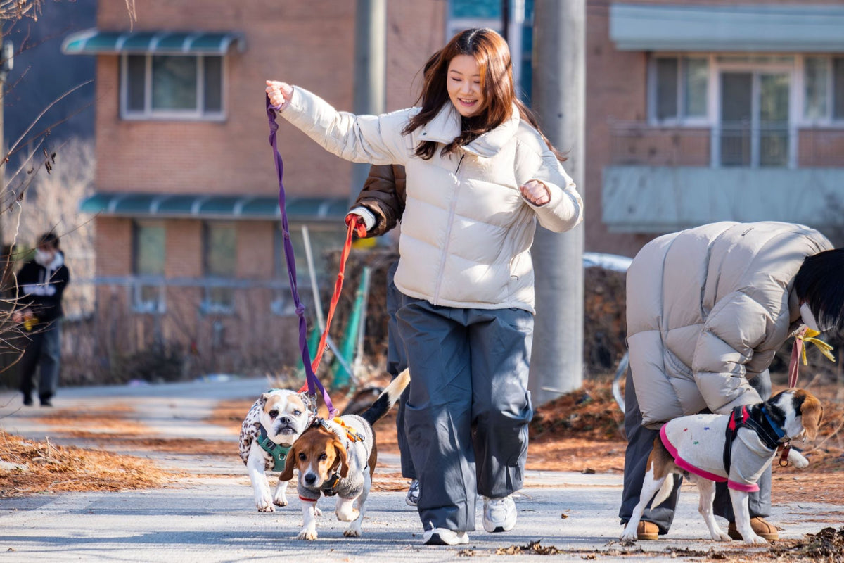 beagle rescue network