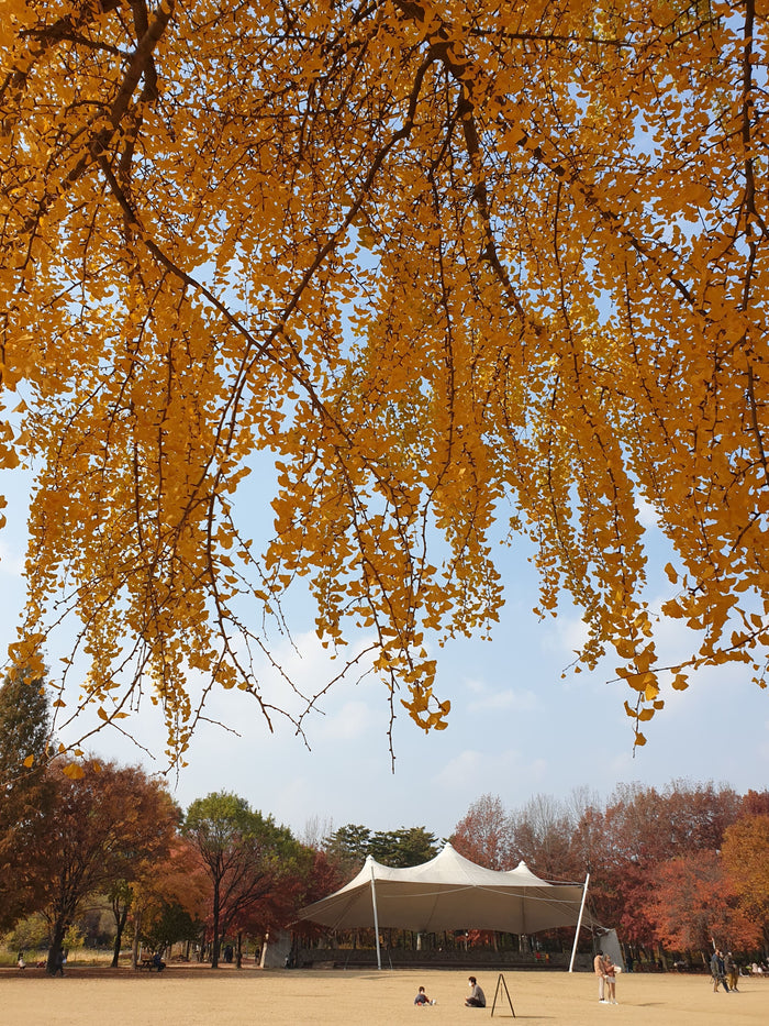 Golden ginkgo tree branches with autumn leaves hanging over a park, people sitting and walking near a white tent and colorful fall trees in the background.