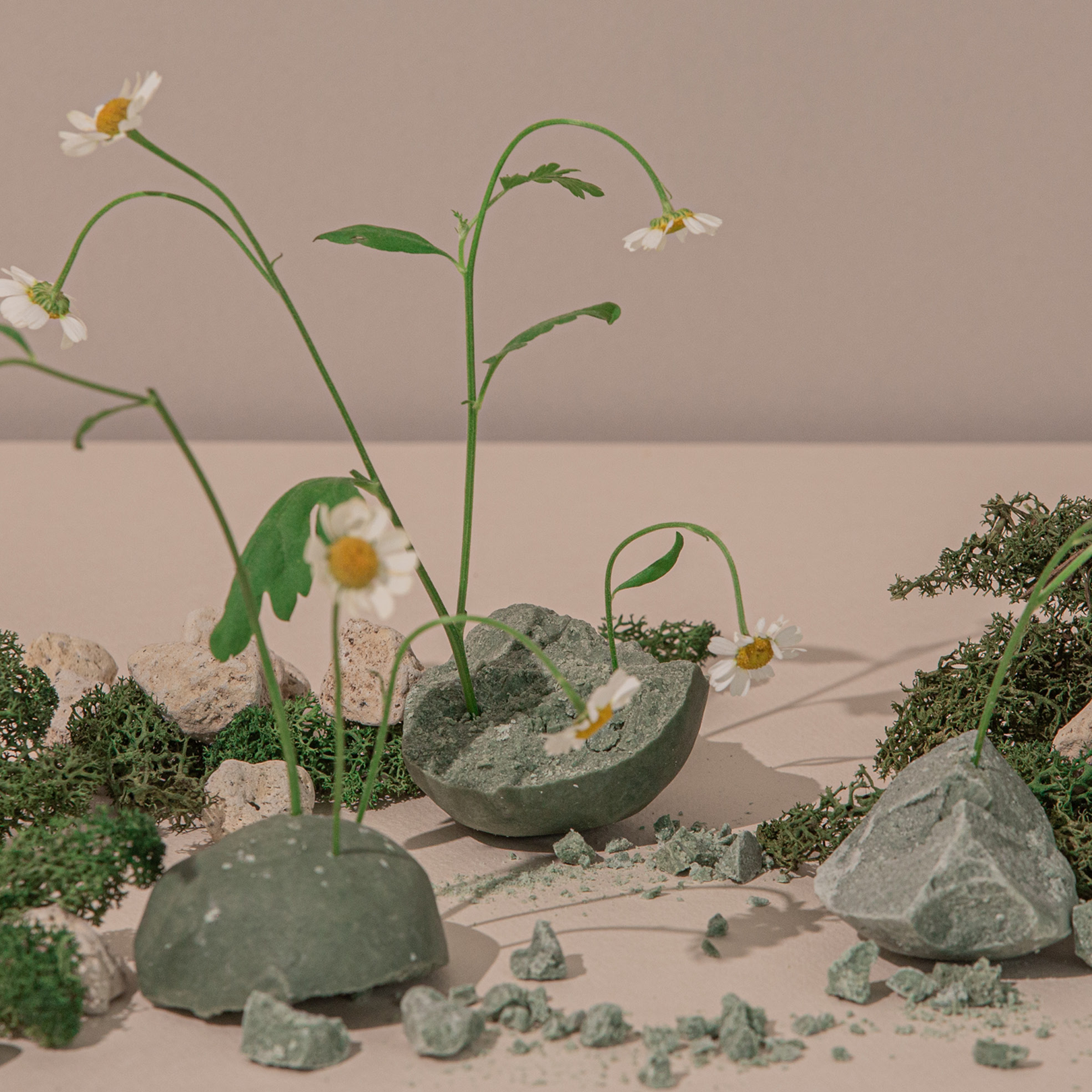 ERIGERON Housewarming Set
